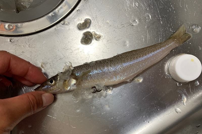 ぺりぺりーっと簡単にウロコが取れました♪