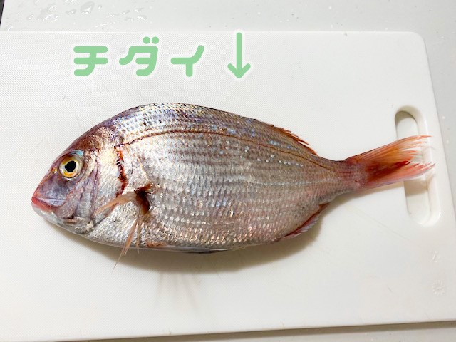 今回使うチダイです！